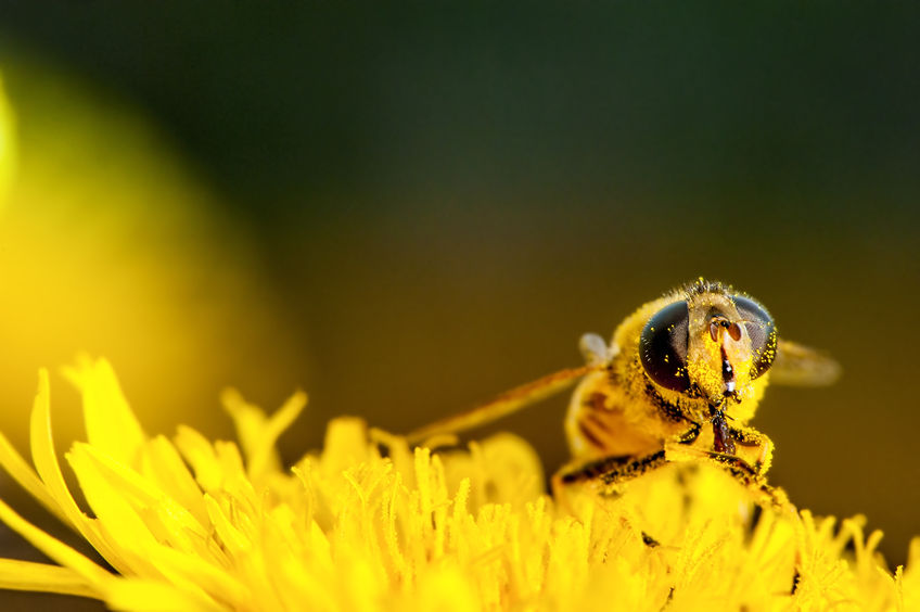 What’s the Buzz about Dying Bees? - TheHumanist.com