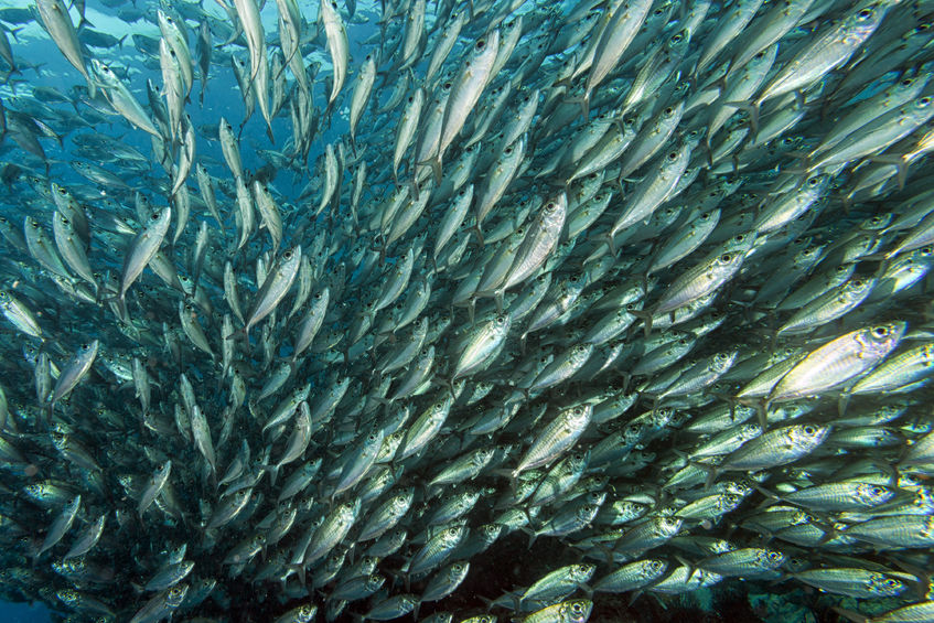 There Are Not Plenty of Other Fish in the Sea: New Study Reveals Global ...